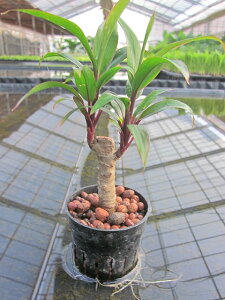 観葉植物 ハイドロカルチャー 苗の通販 価格比較 価格 Com