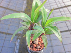 楽天市場 水耕栽培 苗 パープルコンパクタ 水耕栽培 ハイドロカルチャー 室内園芸 苗木 苗 観葉植物 インテリア ミニ ブルーミンググレイス