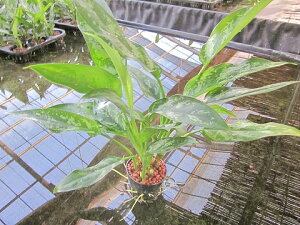 観葉植物 ハイドロカルチャー 苗の人気商品 通販 価格比較 価格 Com