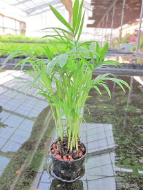 水耕栽培 苗 テーブルヤシ（ミドル） 水耕栽培 ハイドロカルチャー 室内園芸 苗木 苗 観葉植物 インテリア ミニ