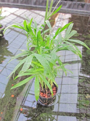 楽天市場 水耕栽培 苗 テーブルヤシ ミドル 水耕栽培 ハイドロカルチャー 室内園芸 苗木 苗 観葉植物 インテリア ミニ ブルーミンググレイス