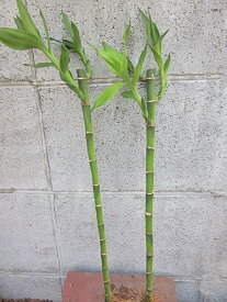 楽天市場 水耕栽培 バンブーの通販