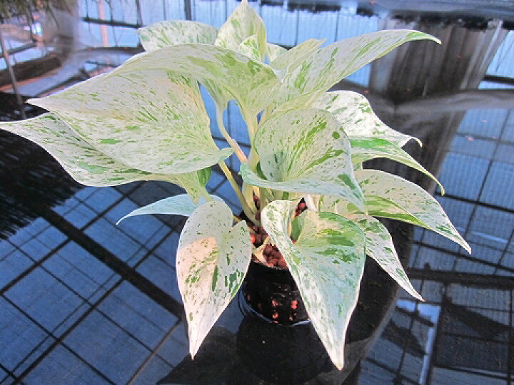 楽天市場 水耕栽培 苗 ポトス マーブル 水耕栽培 ハイドロカルチャー 室内園芸 苗木 苗 観葉植物 インテリア ミニ 05p01mar15 ブルーミンググレイス