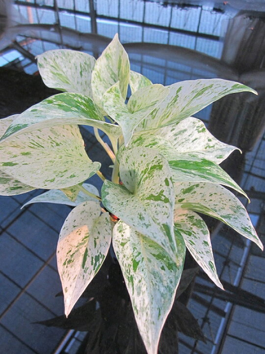 330円 中古 ポトス ゴールド ハイミニ苗 3号 9f 観葉植物 ハイドロカルチャー 水耕