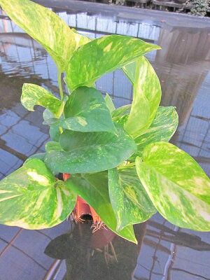 楽天市場 水耕栽培 苗 ポトス 水耕栽培 ハイドロカルチャー 室内園芸 苗木 苗 観葉植物 インテリア ミニ 05p01mar15 ブルーミンググレイス