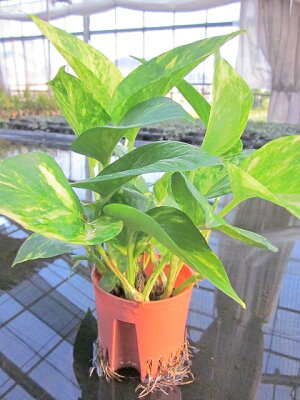 楽天市場 水耕栽培 苗 ポトス 水耕栽培 ハイドロカルチャー 室内園芸 苗木 苗 観葉植物 インテリア ミニ 05p01mar15 ブルーミンググレイス