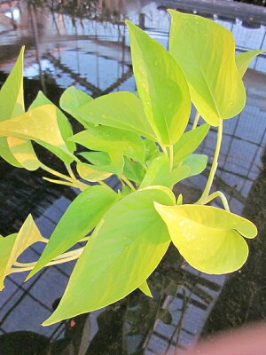 楽天市場 水耕栽培 苗 ポトス ライム 水耕栽培 ハイドロカルチャー 室内園芸 苗木 苗 観葉植物 インテリア ミニ 05p01mar15 ブルーミンググレイス