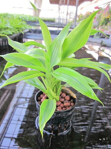 k͔| c TfA[ii~hj k͔| nChJ`[ | c c ϗtA CeA ~j