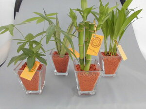 観葉植物 セラミスの人気商品 通販 価格比較 価格 Com