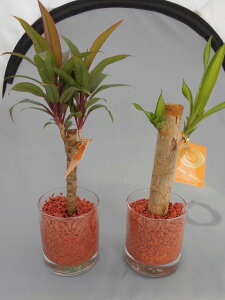 観葉植物 セラミスの人気商品 通販 価格比較 価格 Com