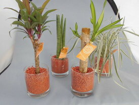 楽天市場 セラミス 観葉植物の通販