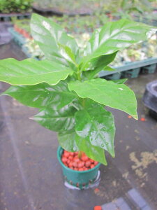 水耕栽培 苗 コーヒーの木(ミドル) 水耕栽培 ハイドロカルチャー 室内園芸 苗木 苗 観葉植物 インテリア ミニ