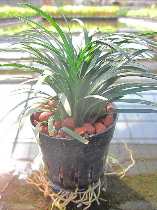 楽天市場 水耕栽培 苗 りゅうのひげ ジャノヒゲ ハイドロカルチャー 室内園芸 苗木 苗 観葉植物 インテリア ミニ ブルーミンググレイス