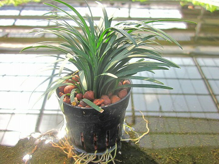 楽天市場 水耕栽培 苗 りゅうのひげ ジャノヒゲ ハイドロカルチャー 室内園芸 苗木 苗 観葉植物 インテリア ミニ ブルーミンググレイス