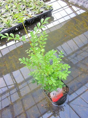 楽天市場 水耕栽培 苗 シマトネリコ 水耕栽培 ハイドロカルチャー 室内園芸 苗木 苗 観葉植物 インテリア ミニ ブルーミンググレイス