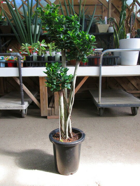 楽天市場 パンダ ガジュマル 8号 希少種 観葉植物 鉢植え 販売 苗 苗木 送料無料 インテリア 贈り物 ギフト お誕生日 記念日 開店祝い 希少 ブルーミンググレイス