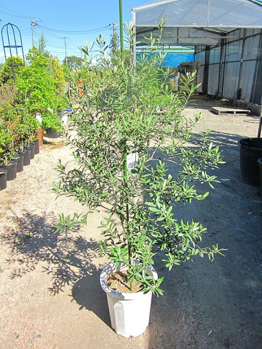楽天市場 オリーブの木 10号 観葉植物 販売 木 苗 苗木 鉢植え 常緑樹 南欧の樹木 希少種 送料無料 限定 オリーブの木 Smtb S 05p01mar15 ブルーミンググレイス
