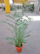楽天市場】ユーカリ グニー（高さ（植物）71 ～ 130.9cm）の通販