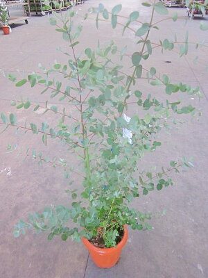楽天市場 ユーカリ グニー ８号 鉢植え 観葉植物 アロマ 苗木 苗 ユーカリの木 通販 送料無料 販売 Smtb S ブルーミンググレイス
