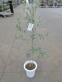オリーブ コレッジョラ 観葉植物 販売 木 苗 苗木 鉢植え 常緑樹 南欧の樹木 希少種 送料無料 限定