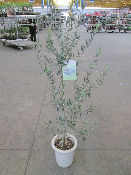 楽天市場 オリーブ モライオロ モロイオロ 観葉植物 販売 木 苗 苗木 鉢植え 常緑樹 南欧の樹木 希少種 送料無料 限定 ブルーミンググレイス