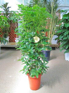 VFtEzREJ|bN 8 ϗtA A c CeA 蕨 Mtg  A ̓ a LO JXj htJmLy05P01Mar15z