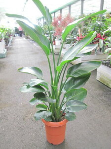 Xg`A I[KX^ 8 ϗtA A c ][g 썑  Ε ̓ v[g Mtg hV CeA vc 蕨 ay05P01Mar15z