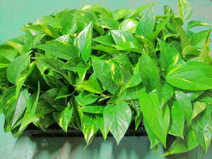 |gX 3|bg 24 ϗtA A c  Ε ̓ v[g Mtg hV CeA vc 蕨 a