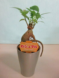 ガジュマル 2.5号ポット ミニ シルバー 観葉植物 鉢植え 苗 お中元 お歳暮 母の日 プレゼント ギフト 敬老 インテリア プランツ 贈り物 誕生日 精霊が宿る樹