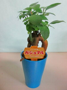 KW} 2.5|bg ~j u[ ϗtA A c  Ε ̓ v[g Mtg hV CeA vc 蕨 a 삪h