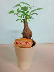 KW} 2.5|bg ~j zCg ϗtA A c  Ε ̓ v[g Mtg hV CeA vc 蕨 a 삪h