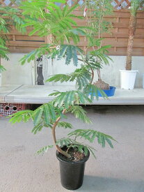 楽天市場 エバーフレッシュ 高さ 植物 71 130cm 花 観葉植物 花 ガーデン Diy の通販