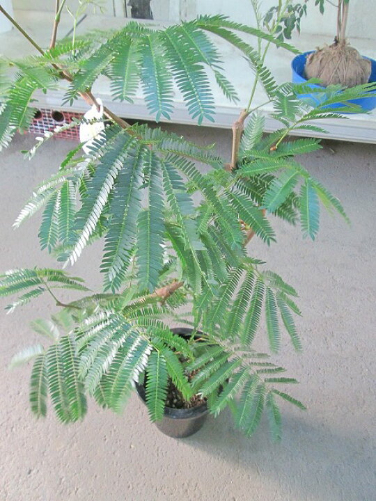楽天市場】エバーフレッシュ 曲がり 8号 ねむの木 観葉植物 インテリア 