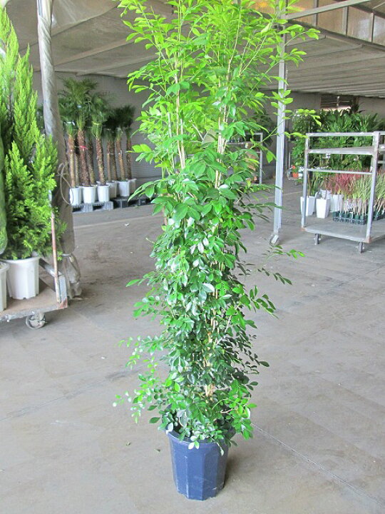 楽天市場 シルクジャスミン 10号 ゲッキツ 月橘 観葉植物 鉢植え 販売 苗 苗木 送料無料 インテリア 贈り物 ギフト お誕生日 記念日 開店祝い ブルーミンググレイス