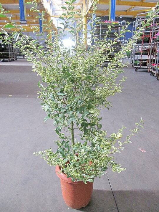 楽天市場 プリペット シルバー 8号 観葉植物 白い花 開花 くつろぎ 鉢植え 販売 苗 苗木 送料無料 インテリア 贈り物 ギフト お誕生日 記念日 開店祝い ブルーミンググレイス