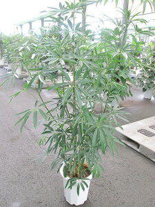AKXeB tHA 10 ϗtA VFt zR A ̔ c c  CeA 蕨 Mtg a LO JXj