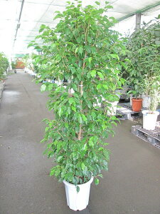 xW~ 10 ϗtA A ̔ c c  CeA 蕨 Mtg a LO JXj