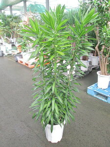 観葉植物 贈り物の人気商品 通販 価格比較 価格 Com