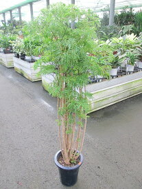 楽天市場 ポリシャス 植物の種類ポリシャス 観葉植物 花 観葉植物 花 ガーデン Diyの通販