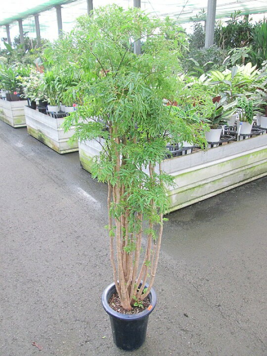 楽天市場 タイワンモミジ ポリシャス 8号 観葉植物 ポリシャス 台湾モミジ もみじ 鉢植え 販売 送料無料 インテリア 贈り物 ギフト お誕生日 記念日 開店祝い ブルーミンググレイス