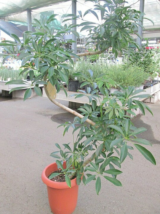 楽天市場】シェフレラ ホンコン カポック 曲がり 8号 観葉植物 鉢植え 