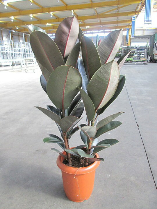 楽天市場】フィカス・バーガンディ 8号 黒ゴム 観葉植物 ゴムの木 販売 