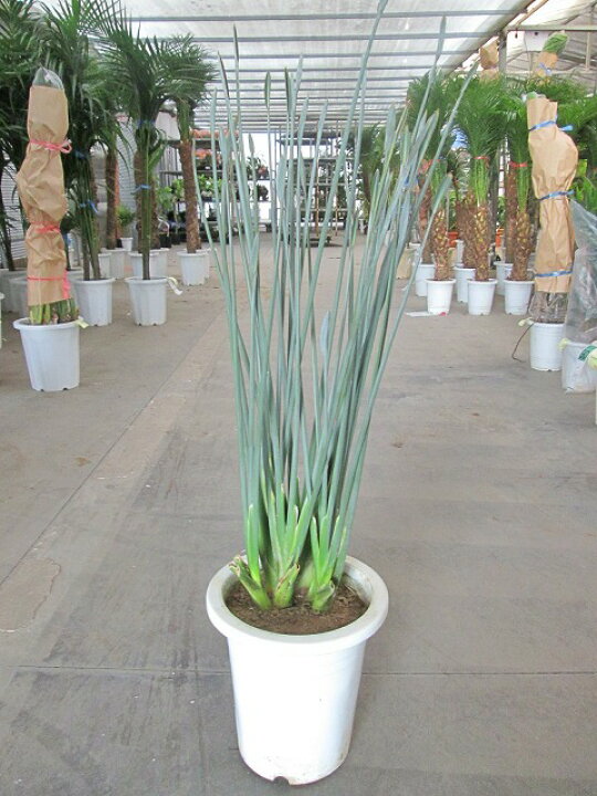 楽天市場】ストレリチア ユンケア ノンリーフ 8号 観葉植物 希少種 