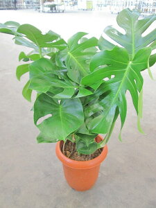 Xe ϗtA 8 n[g^̑傫ȗtŃ_ŃX^CbVȊϗtAłBEFJO[ɍœKłBCeA 蕨 Mtg ̓ a LO JXj  