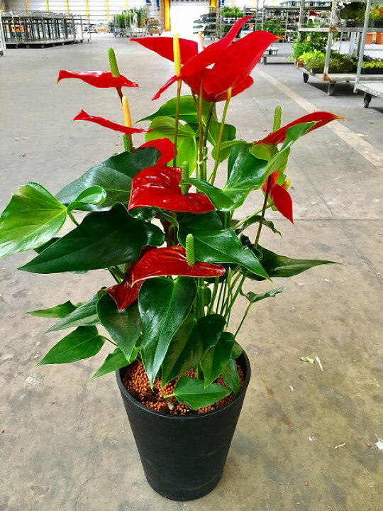 観葉植物 アンスリウム アンスリューム 赤 レッド 桃色 ピンク 鉢植え おしゃれ インテリア 室内 新品入荷