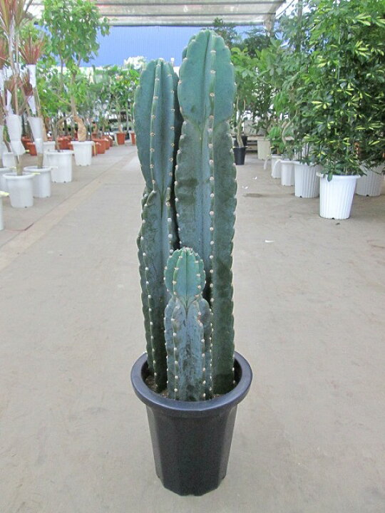 楽天市場】柱サボテン 8号 シャボテン カクタス 販売 苗 苗木 鉢植え  