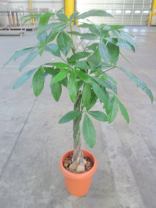 パキラ 8号 ずんぐり幹に、手を広げたような葉が魅力の観葉植物 トロピカル感満点の育て易いインテリアグリーンです。【smtb-s】 ブルーミンググレイス 送料無料!ボリューム満点 !育てやすい ポトス 観葉植物