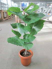 楽天市場 ウンベラータ 花 観葉植物 花 ガーデン Diy の通販