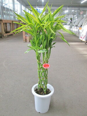 楽天市場 ラッキーバンブー 7号 ミリオンバンブー などと呼ばれる縁起のいい観葉植物 ギフトにオススメのインテリアグリーンです Smtb S ブルーミンググレイス