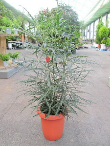 観葉植物 アラレアの人気商品 通販 価格比較 価格 Com 観葉植物 アラレアの人気商品 通販 価格比較 価格 Com